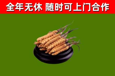 纳雍回收散虫草
